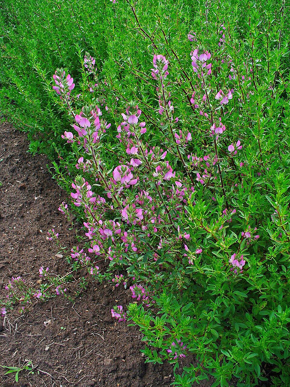 Ononis spinosa (Spiny restharrow)