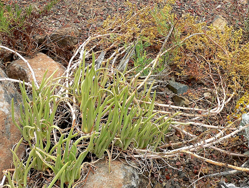 Dudleya edulis (Fingertips) (alternate view 6)