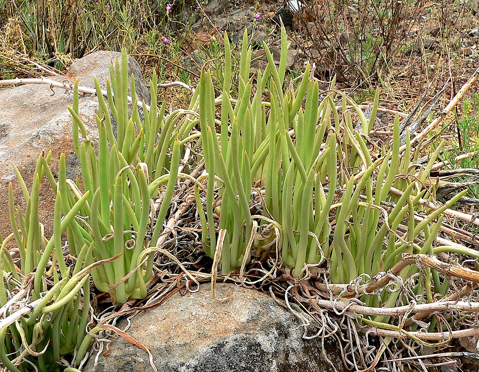 Dudleya edulis (Fingertips) (alternate view 7)