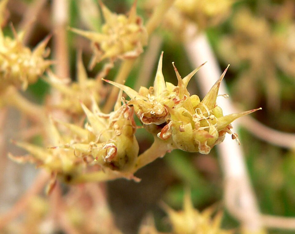 Dudleya edulis (Fingertips) (alternate view 8)