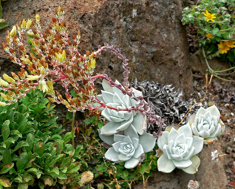 Dudleya farinosa (Bluff Lettuce) (alternate view 6)