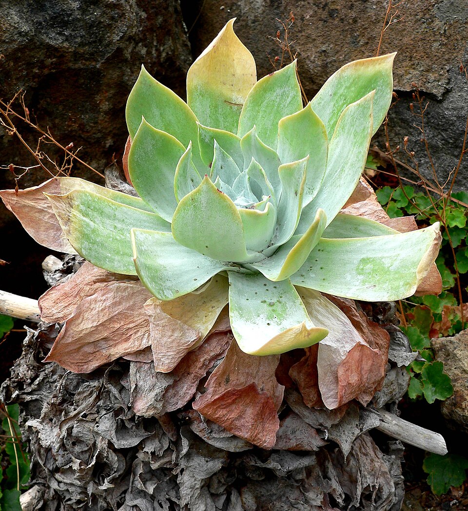 Dudleya pulverulenta (Chalk Dudleya) (alternate view 6)
