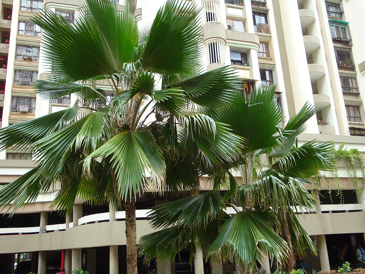 Pritchardia pacifica, Fiji fan palm — upright evergreen (Arecaceae) (image 4 of 10)