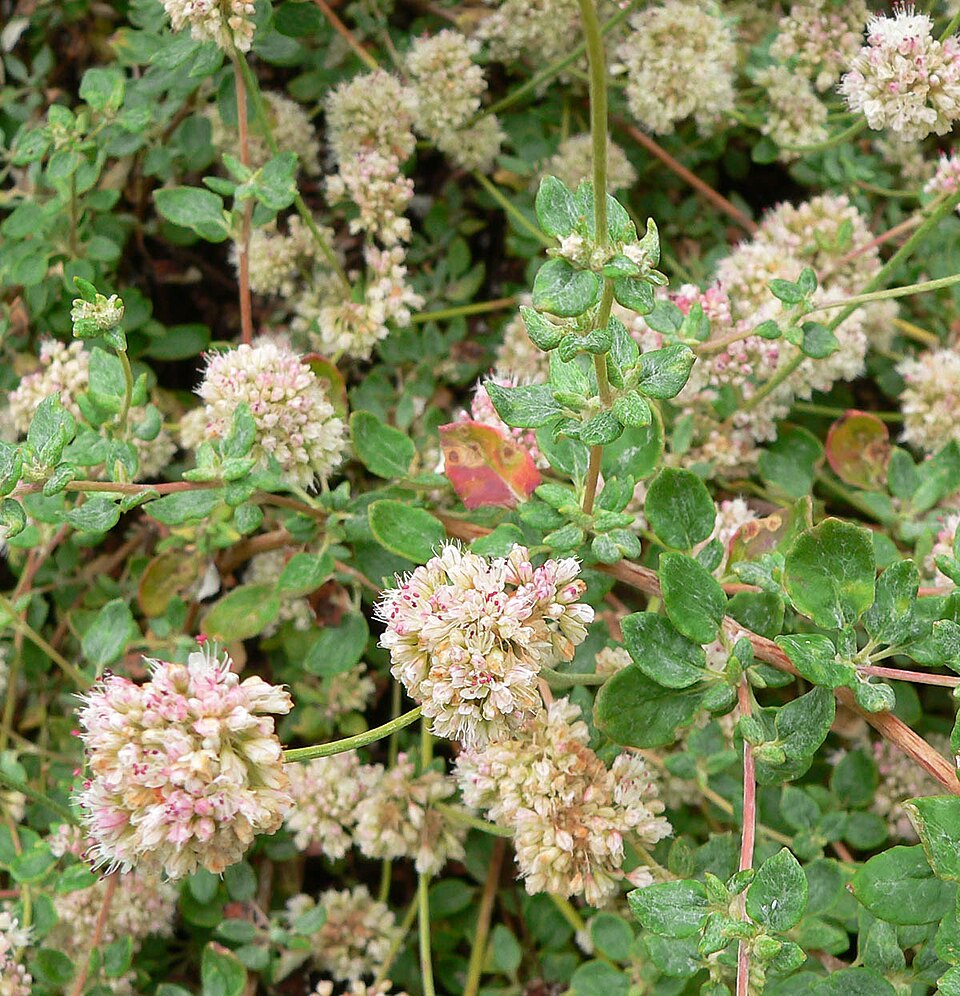 Eriogonum parvifolium (Seacliff Wild Buckwheat) (alternate view 6)