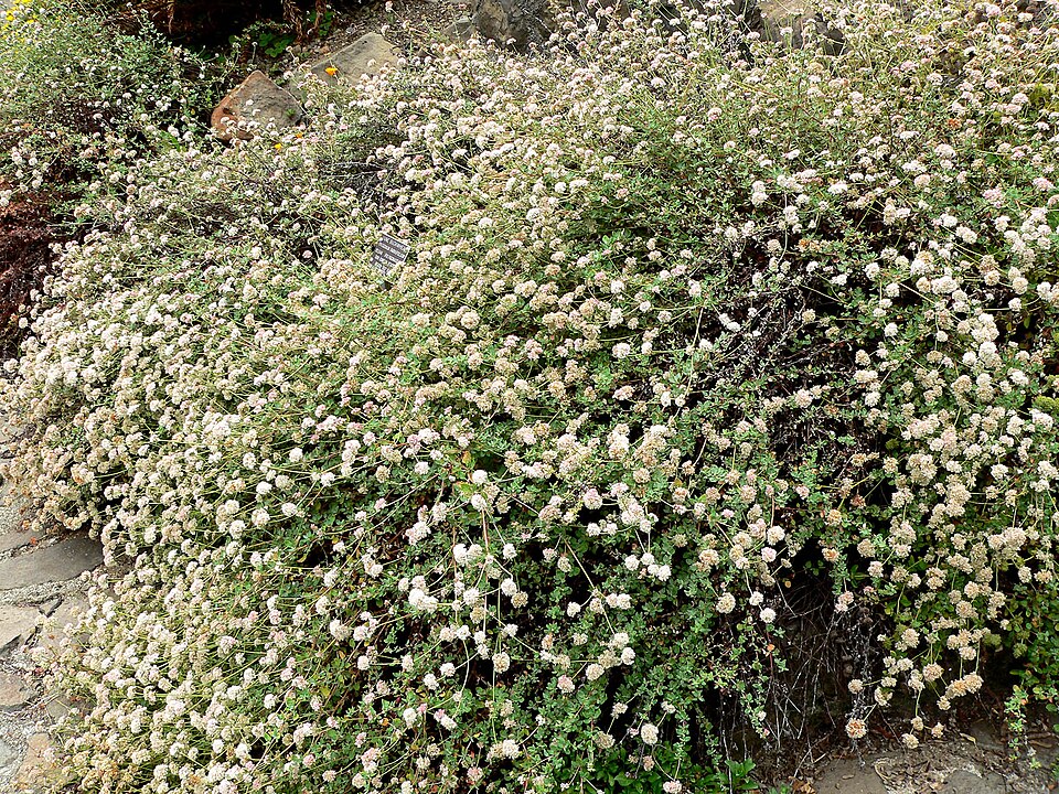 Eriogonum parvifolium (Seacliff Wild Buckwheat) (alternate view 7)