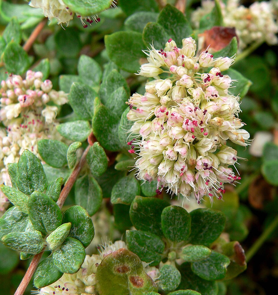 Eriogonum parvifolium (Seacliff Wild Buckwheat) (alternate view 8)