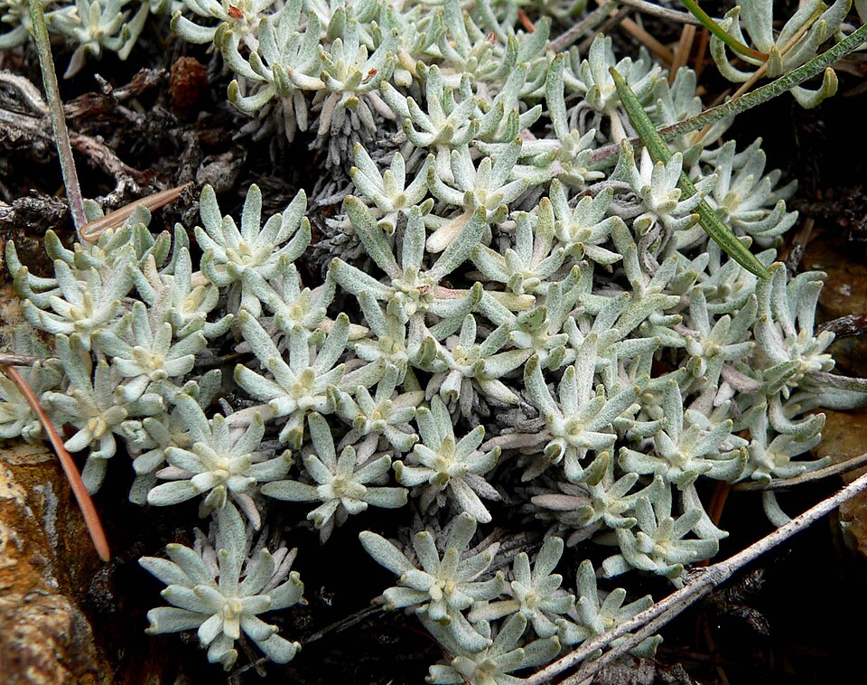 Eriogonum wrightii (Wright's buckwheat) (alternate view 3)