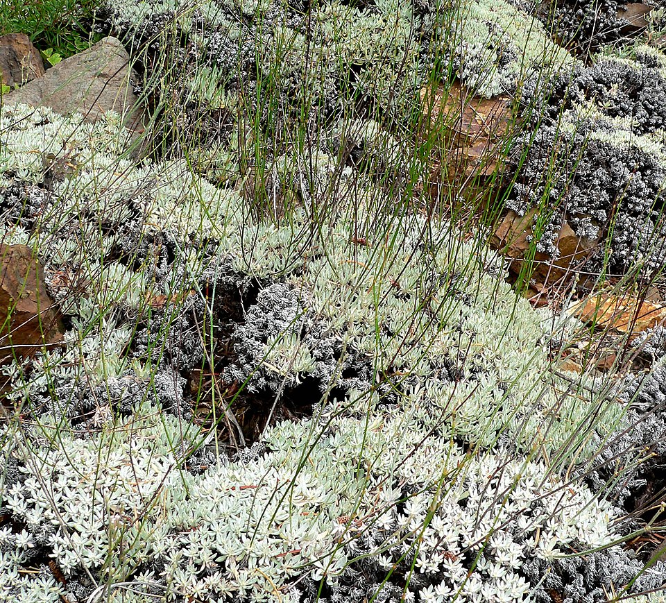 Eriogonum wrightii (Wright's buckwheat) (alternate view 4)