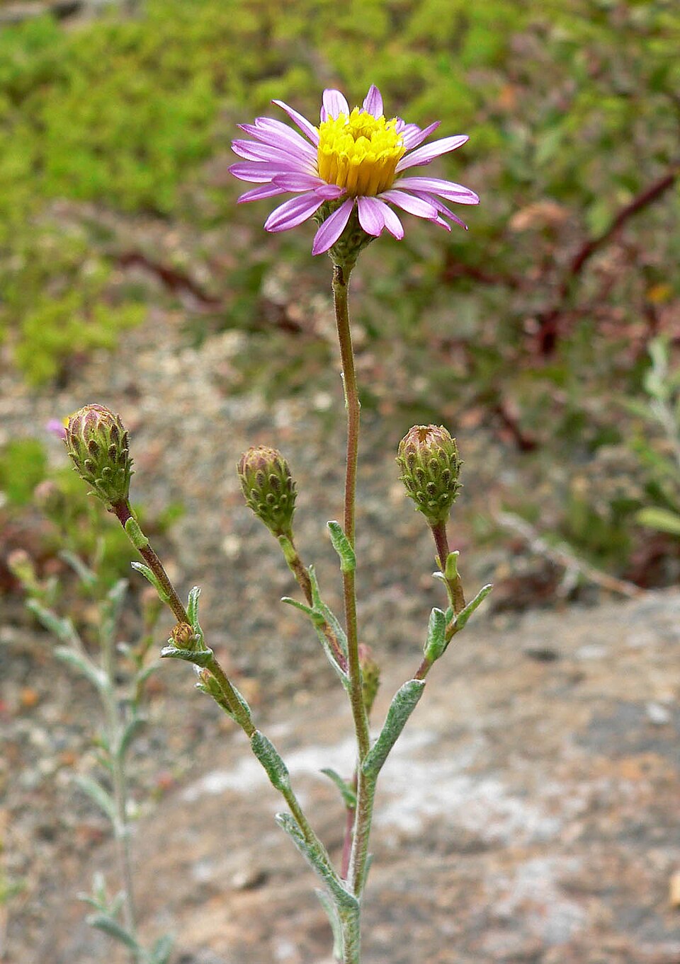 Corethrogyne filaginifolia (California Aster) (alternate view 2)