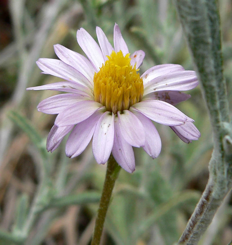 Corethrogyne filaginifolia (California Aster) (alternate view 3)