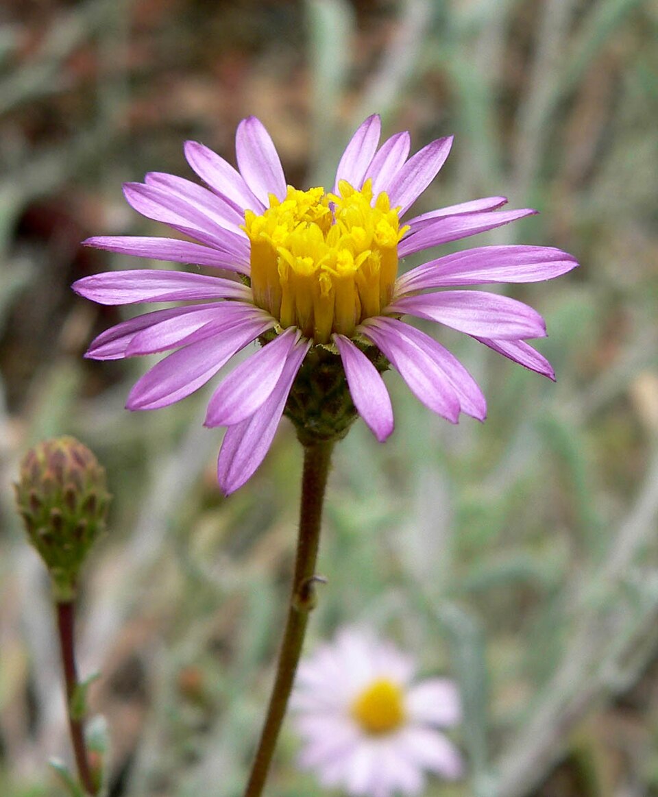 Corethrogyne filaginifolia (California Aster) (alternate view 4)