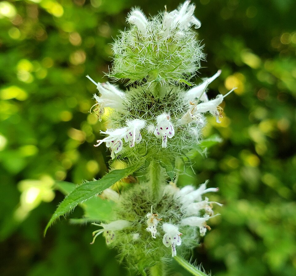 Blephilia hirsuta (Hairy Wood Mint) (alternate view 8)