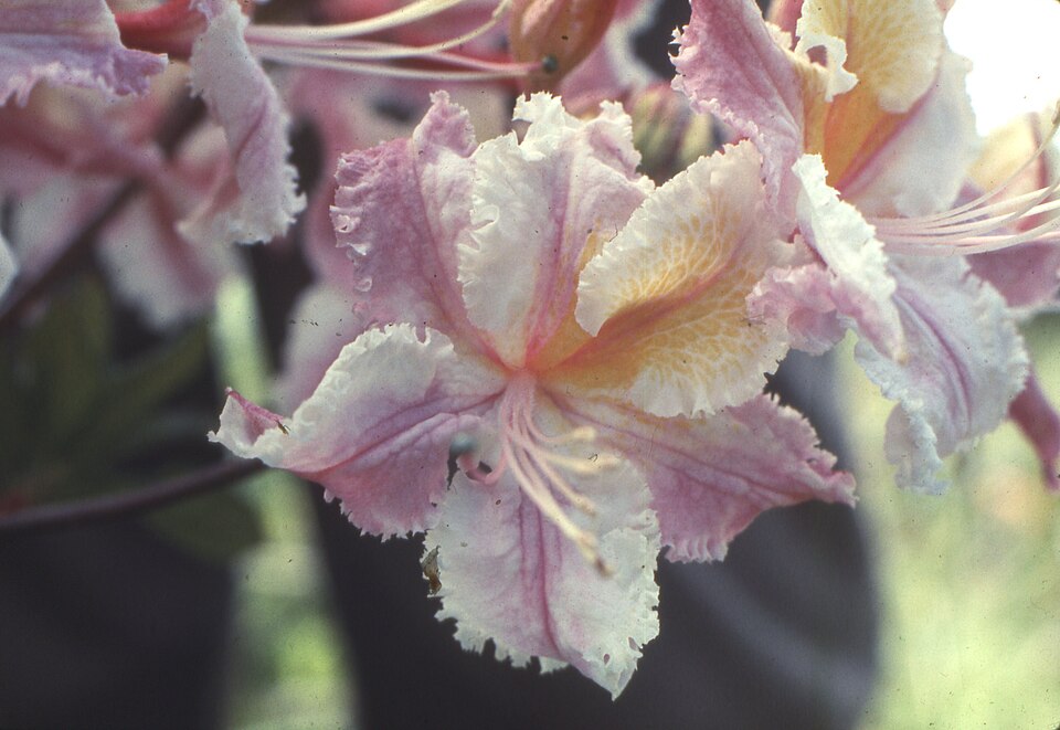 Rhododendron occidentale (western azalea) (alternate view 6)