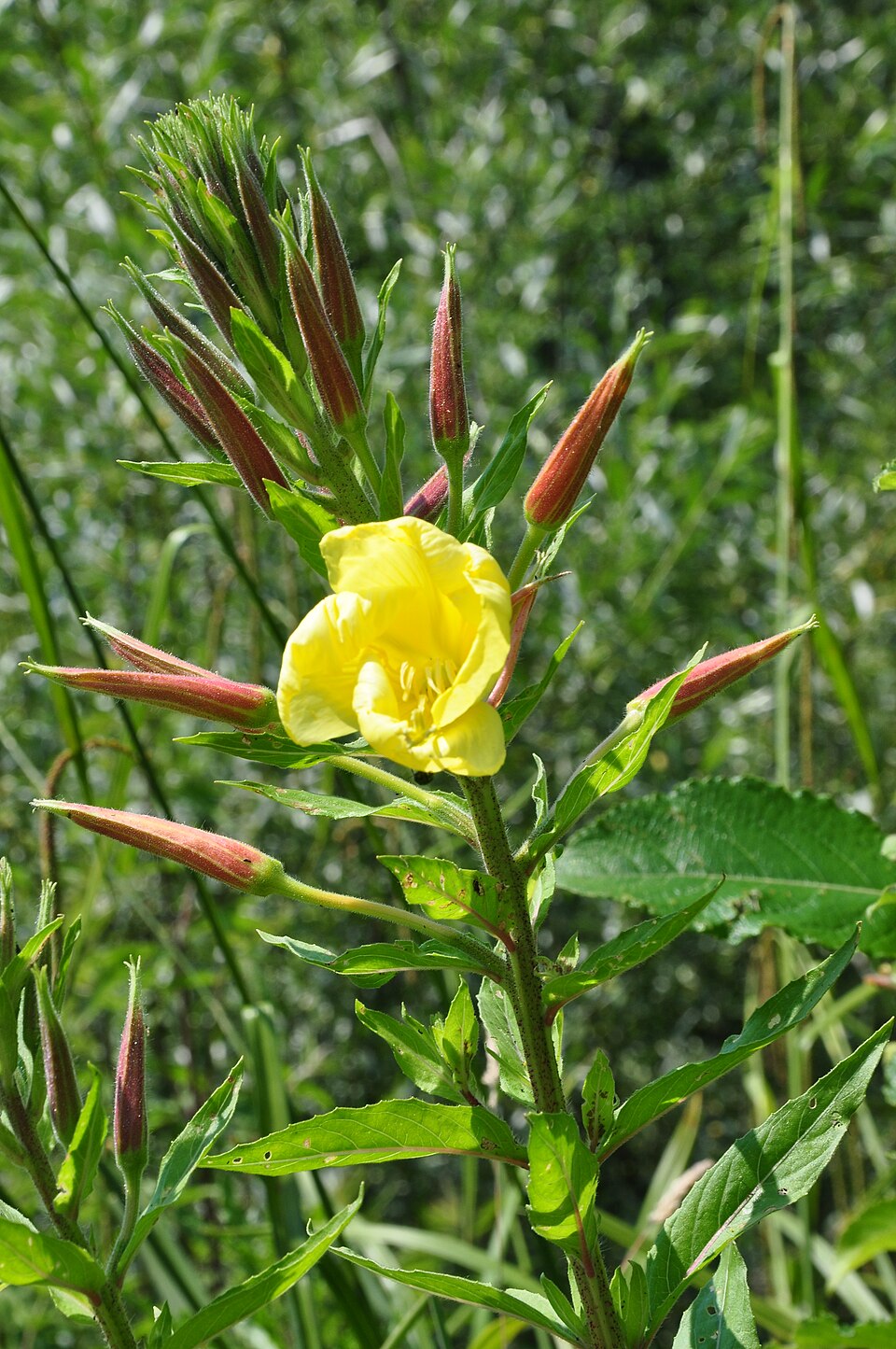 Oenothera glazioviana (Large-flowered Evening-primrose)