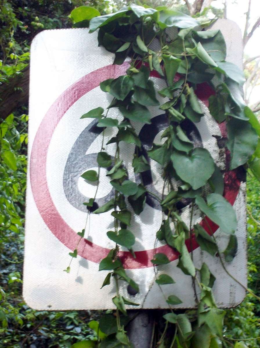 Anredera cordifolia (Mignonette vine) (alternate view 6)