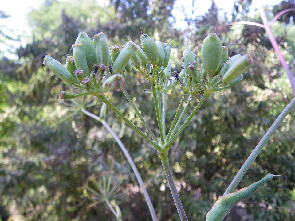 Ferula communis (giant fennel) (alternate view 8)