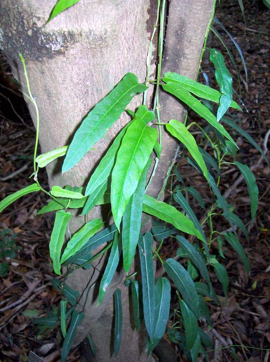 Parsonsia straminea (Common Silkpod)