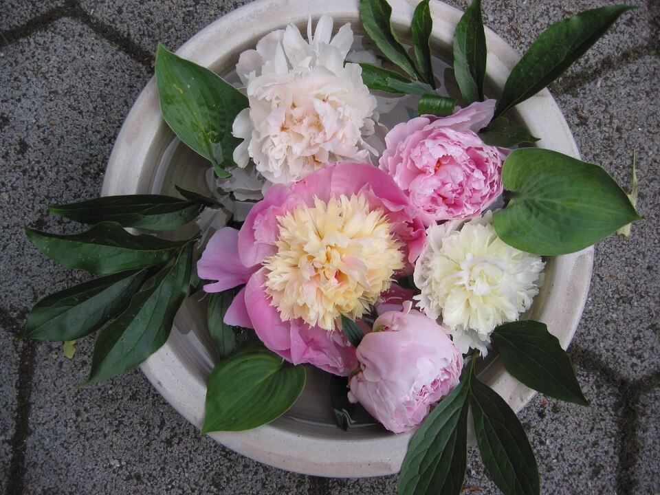 Paeonia 'Bowl of Beauty' (Bowl of Beauty Peony) (alternate view 5)