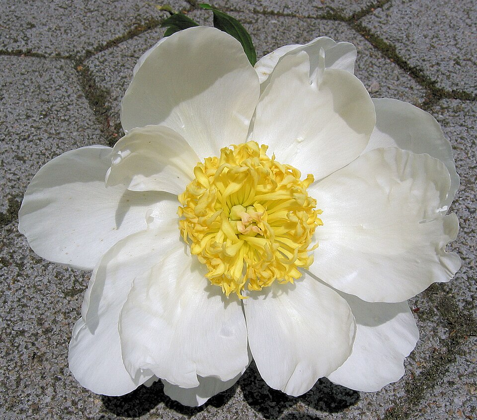 Paeonia lactiflora 'Jan van Leeuwen' (Jan van Leeuwen Peony)