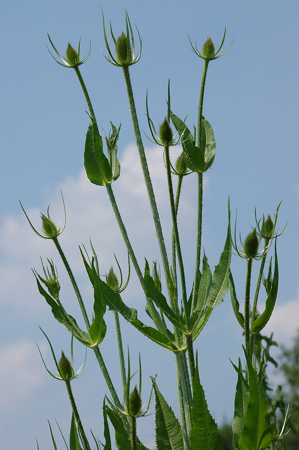 Dipsacus fullonum (common teasel) (alternate view 8)