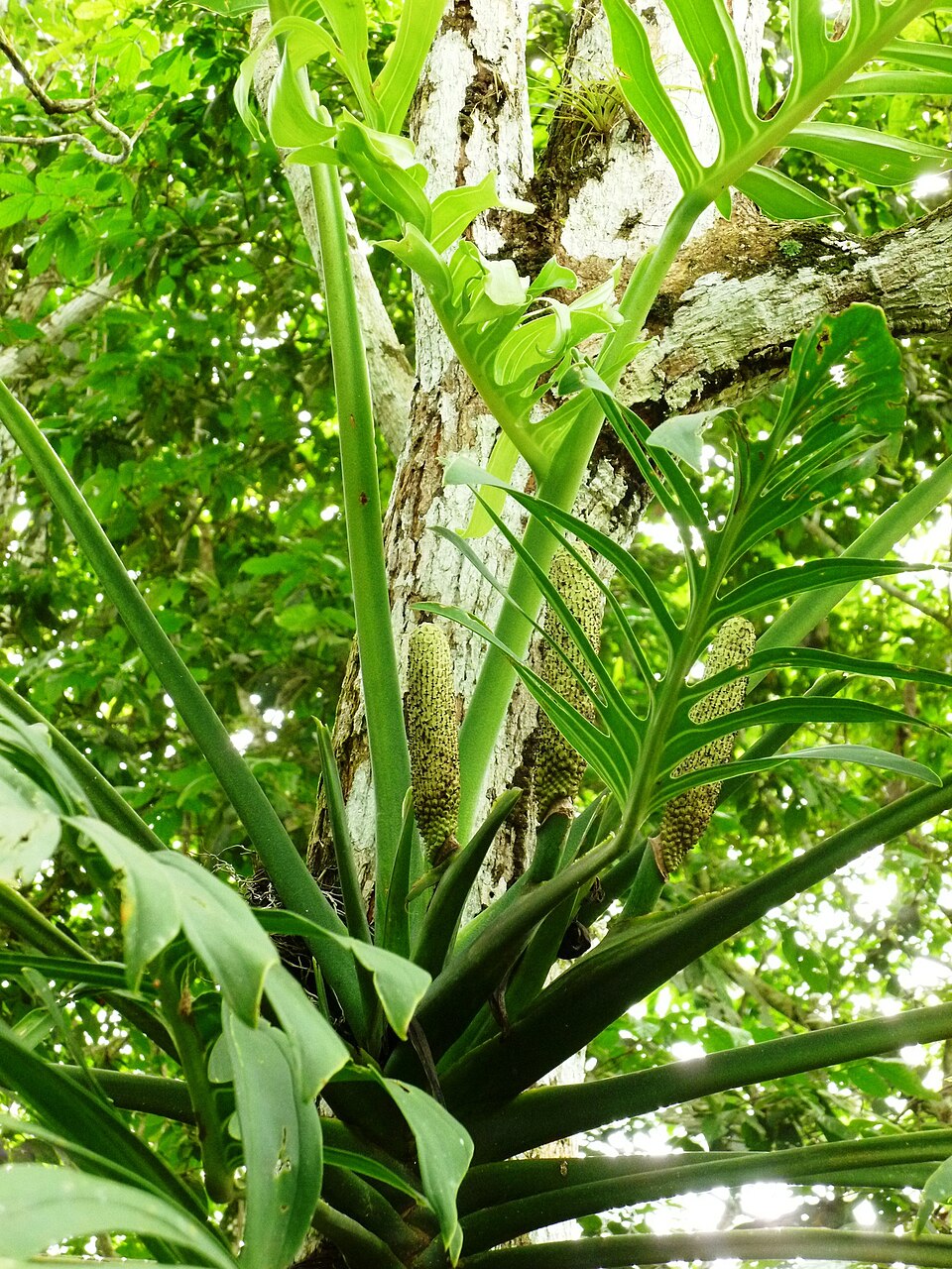 Monstera (alternate view 3)