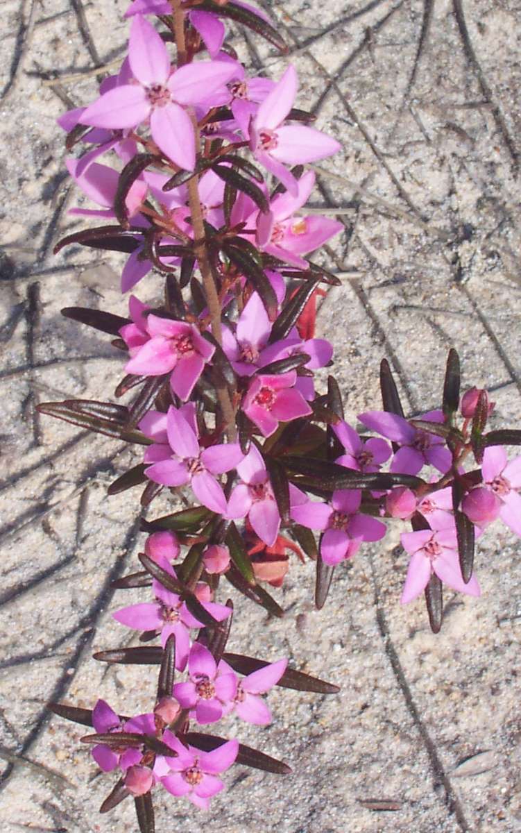 Boronia ledifolia (Sydney Boronia) (alternate view 6)