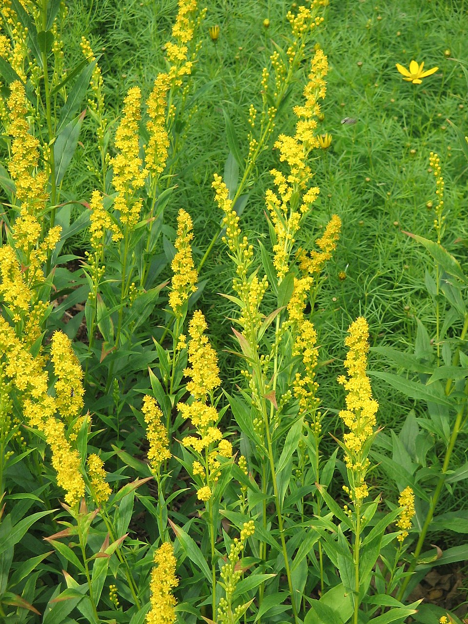 Solidago caesia (bluestem goldenrod)