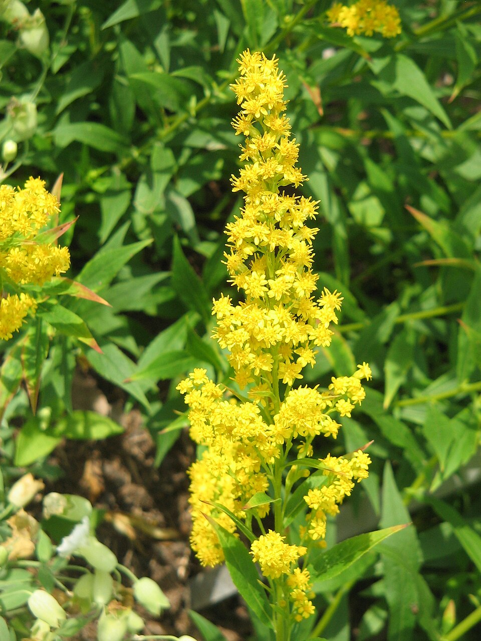 Solidago caesia (bluestem goldenrod)