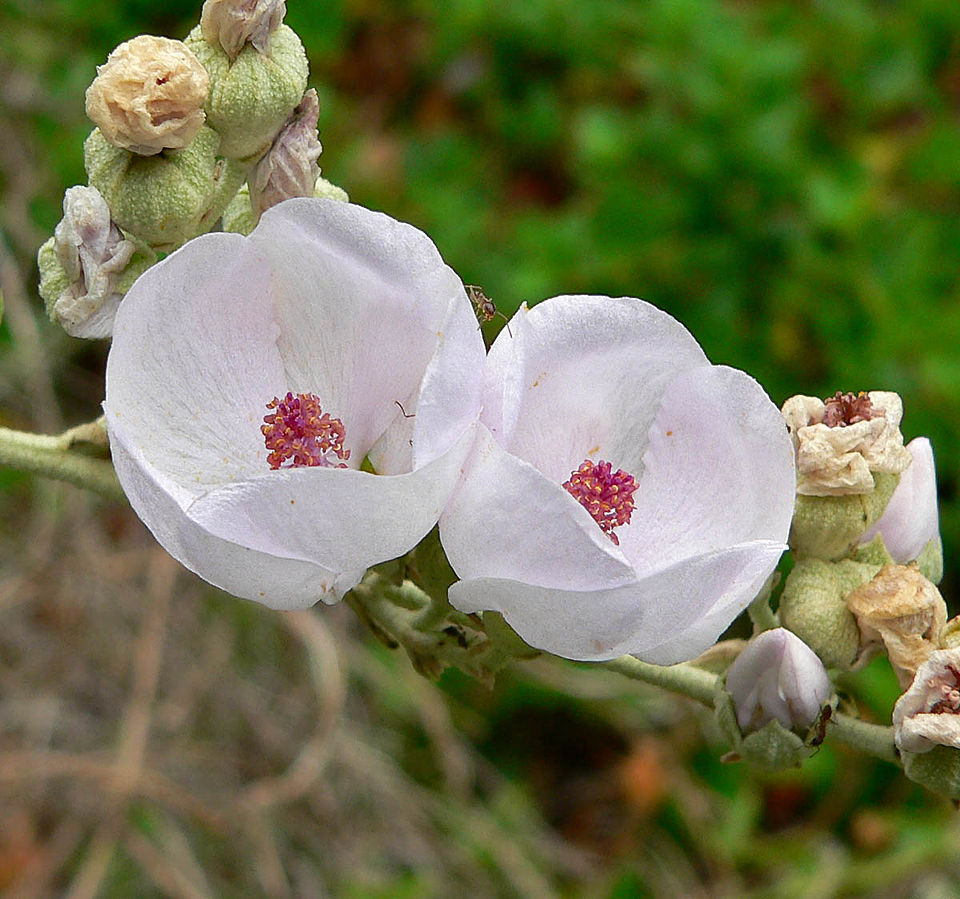 Malacothamnus fasciculatus (southern coastal bushmallow) (alternate view 6)