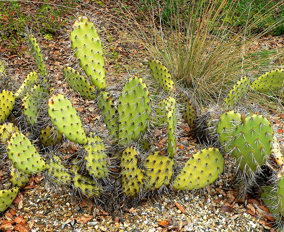 Opuntia littoralis (Coastal Pricklypear) (alternate view 7)