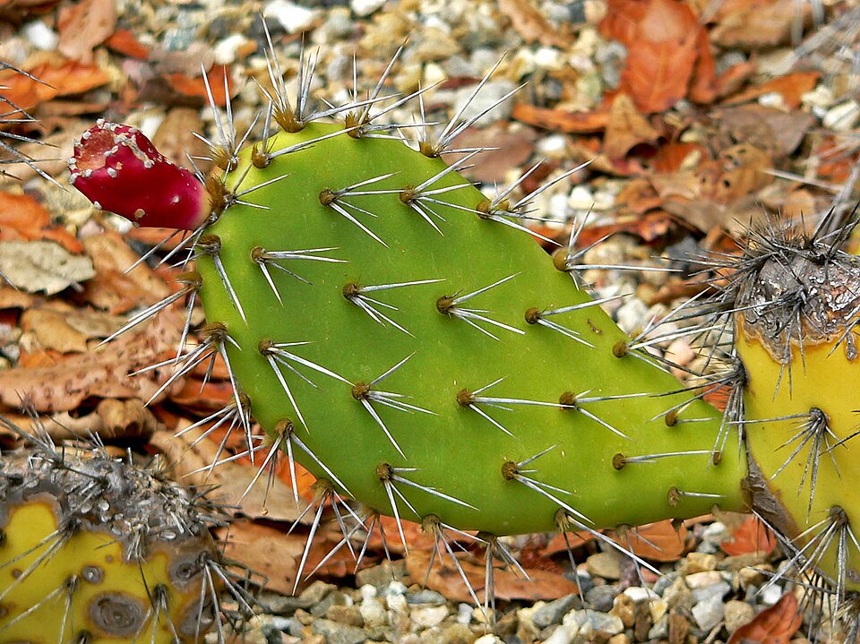 Opuntia littoralis (Coastal Pricklypear) (alternate view 8)