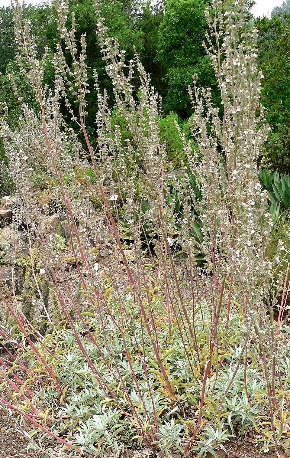 Salvia apiana (white sage) (alternate view 2)