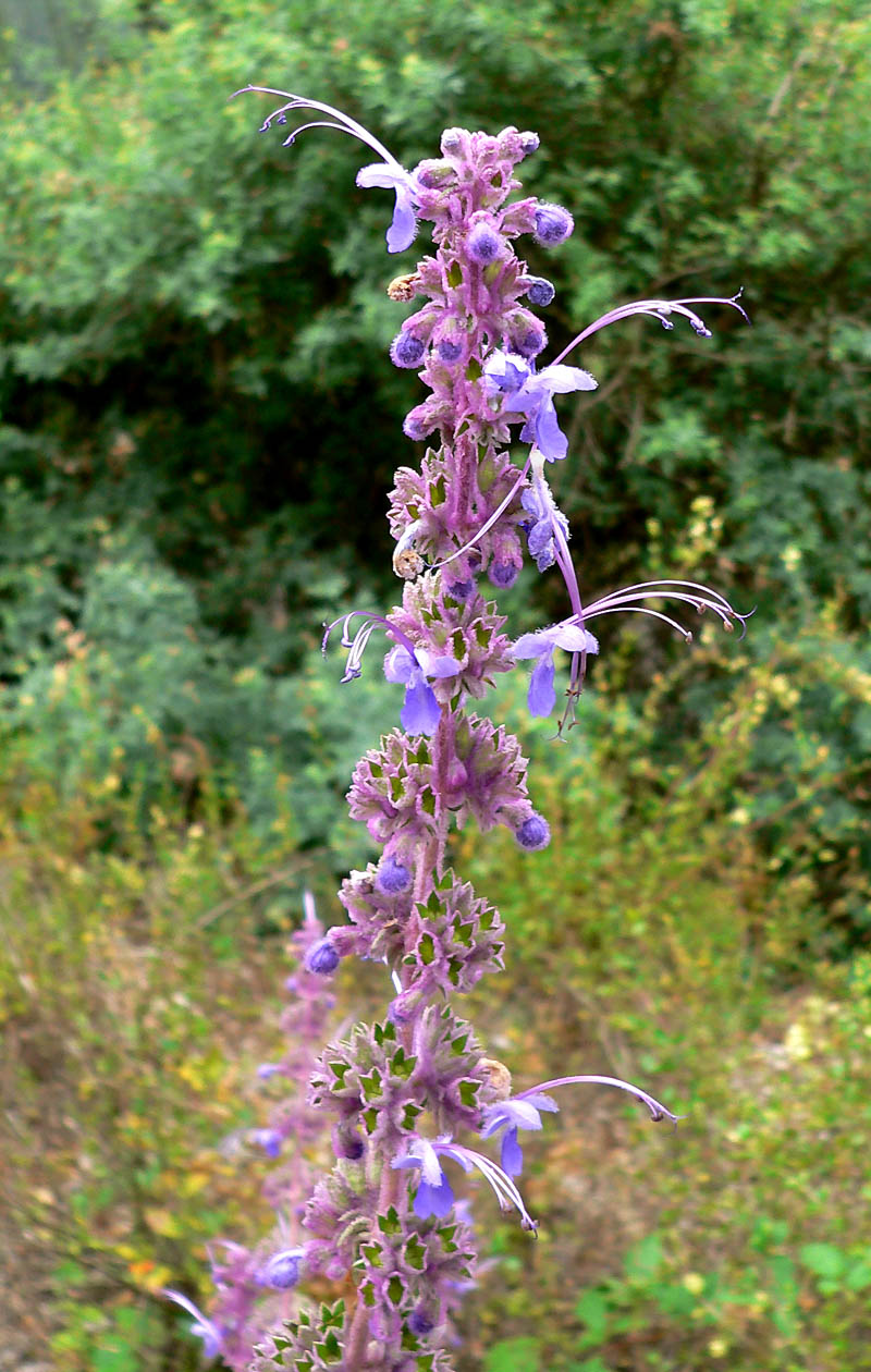 Trichostema lanatum (woolly bluecurls) (alternate view 7)
