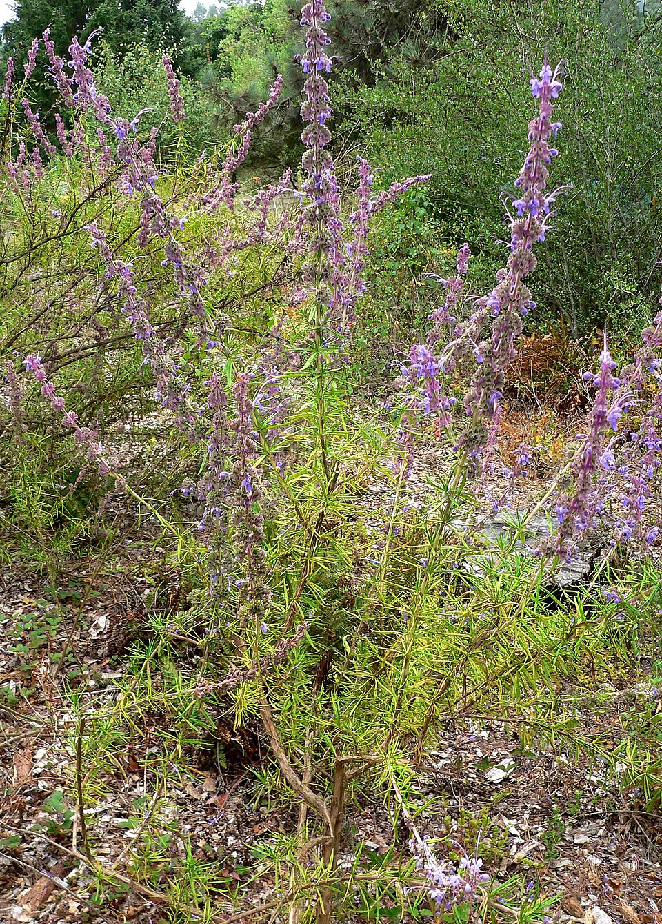 Trichostema lanatum (woolly bluecurls) (alternate view 8)