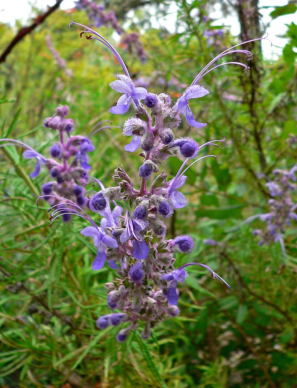 Trichostema lanatum (woolly bluecurls) (alternate view 9)