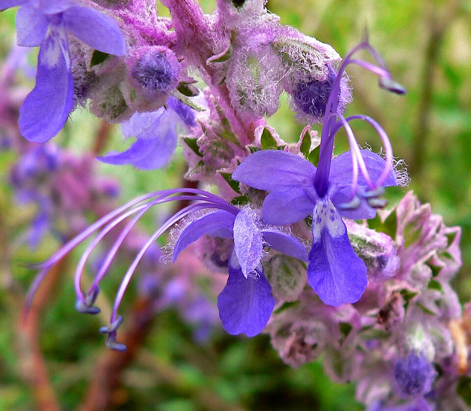 Trichostema lanatum (woolly bluecurls) (alternate view 10)