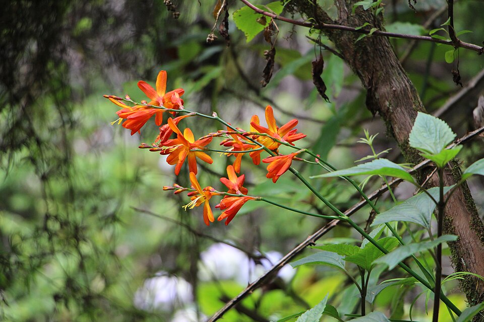 Crocosmia (Montbretias) (alternate view 3)