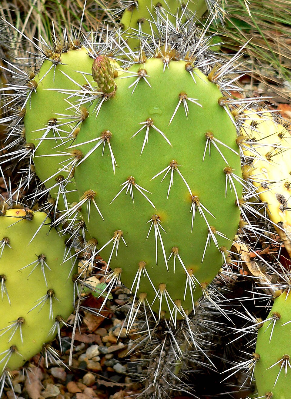 Opuntia littoralis (Coastal Pricklypear) (alternate view 9)