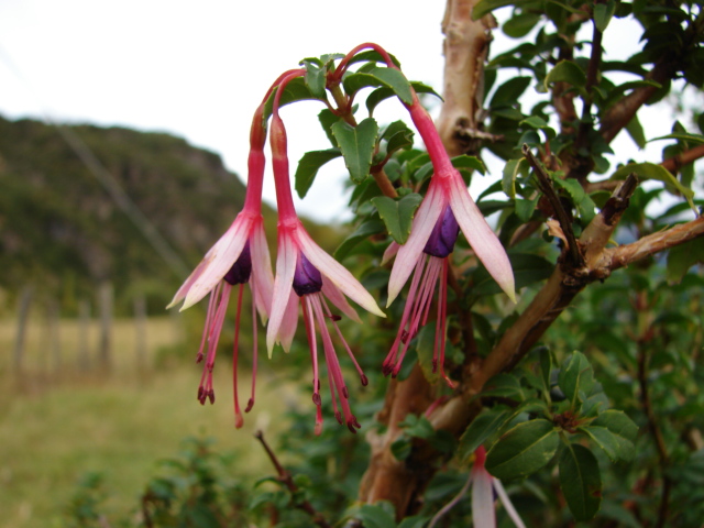 Fuchsia magellanica (hardy fuchsia) (alternate view 4)