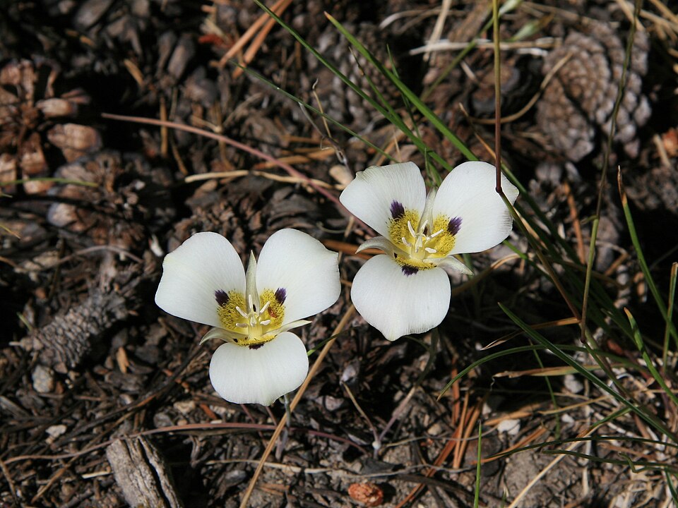 Calochortus leichtlinii (Leichtlin's Mariposa Lily) (alternate view 8)