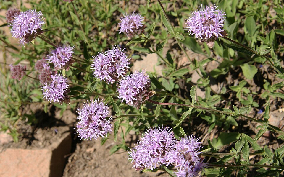 Monardella odoratissima (mountain coyote mint) (alternate view 7)