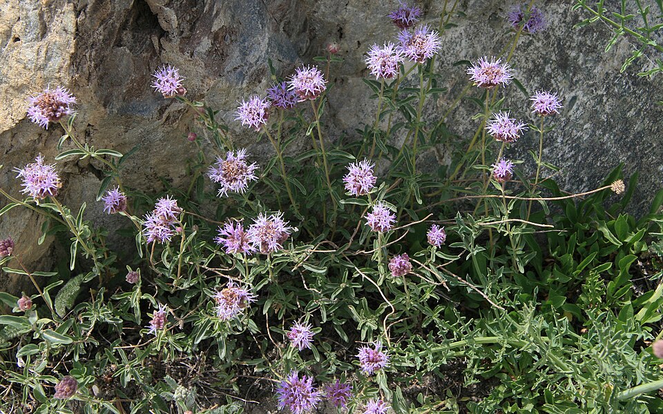 Monardella odoratissima (mountain coyote mint) (alternate view 8)