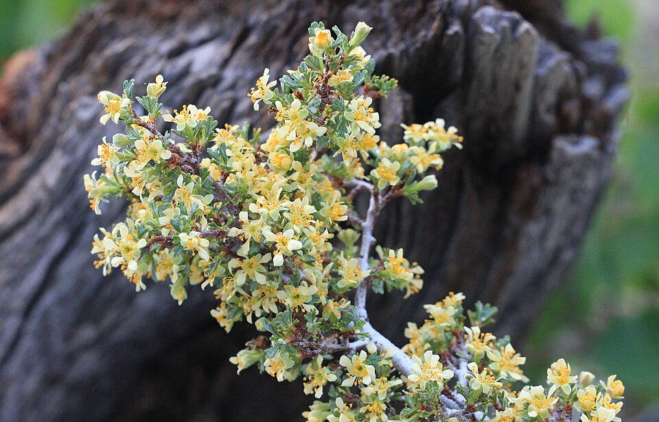 Purshia tridentata (Antelope Bitterbrush) (alternate view 6)