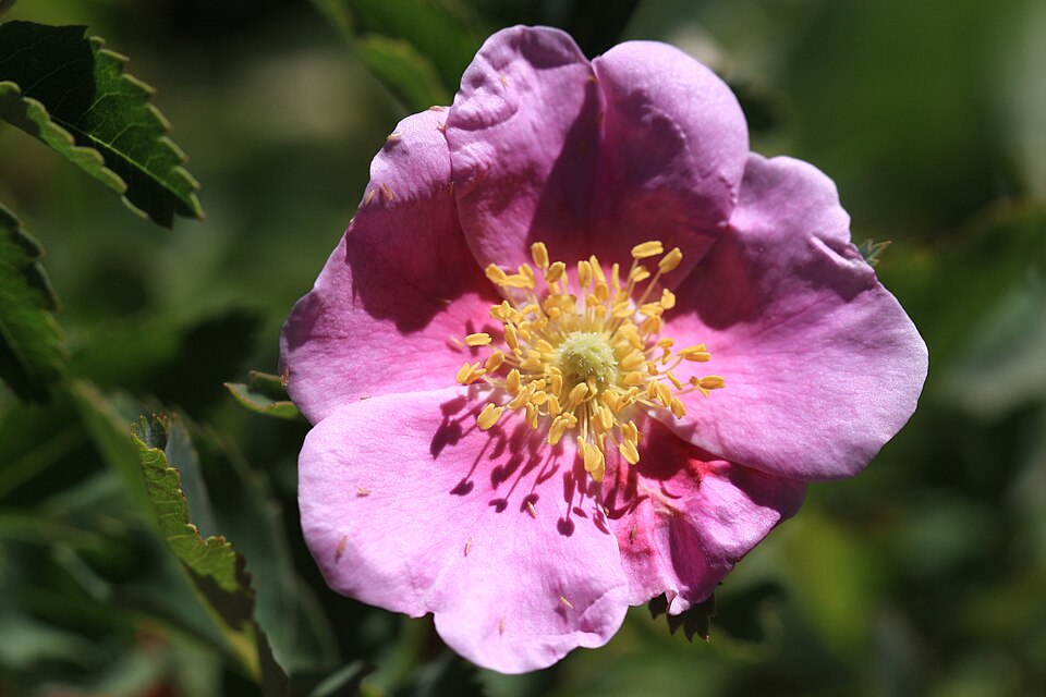 Rosa woodsii (Woods Rose) (alternate view 8)
