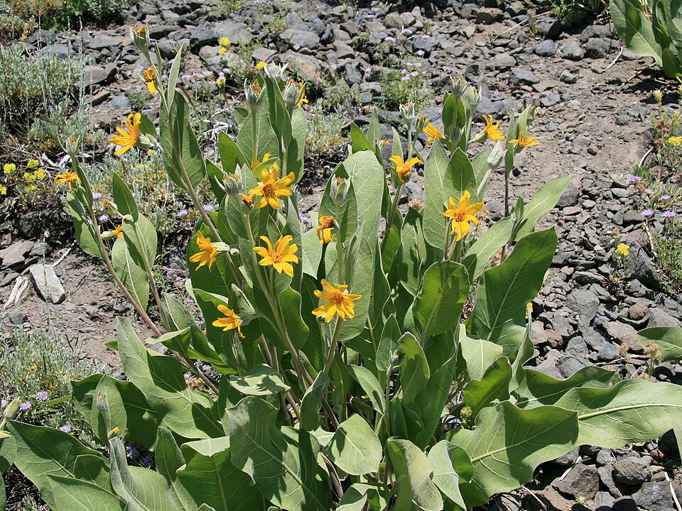 Wyethia mollis (woolly mule's ears) (alternate view 7)
