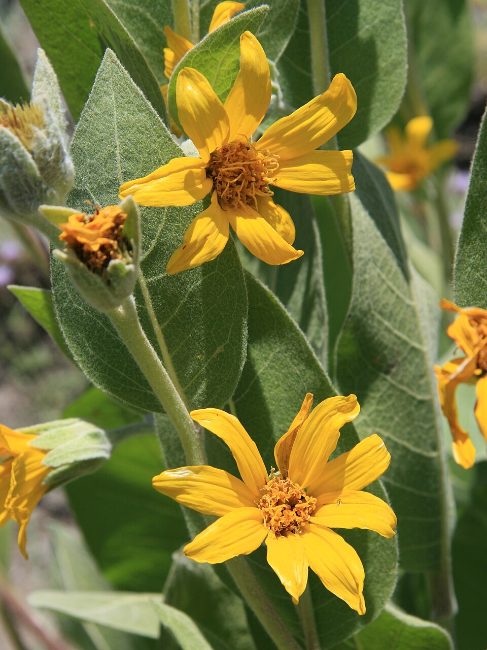Wyethia mollis (woolly mule's ears) (alternate view 8)