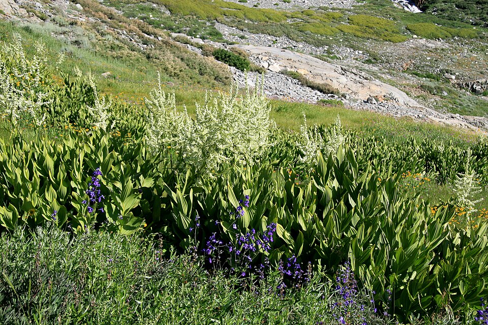 Veratrum californicum (Corn Lily) (alternate view 8)