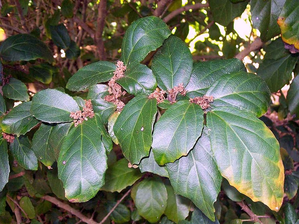 Mallotus claoxyloides (Green Kamala) (alternate view 7)