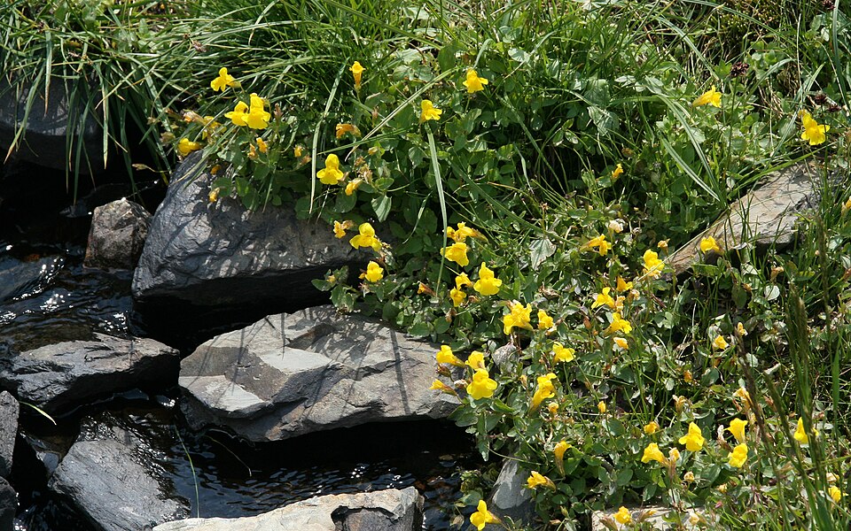 Erythranthe guttata (yellow monkey-flower) (alternate view 9)