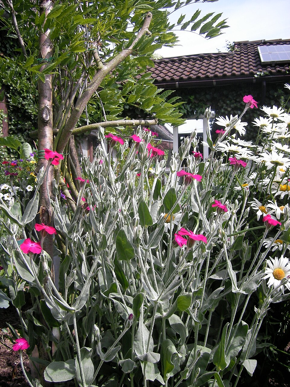 Silene coronaria (Rose campion)